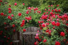 Rose Garden Background Images Browse