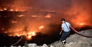 1 hektarlık alanın zarar gördüğü yangınla ilgili inceleme başladı. Son Dakika Haberleri Bodrum Daki Makilik Alanda Cikan Yangin Sondurulemedi