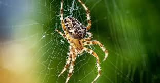 are orb weaver spiders poisonous or