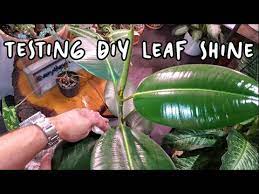Diy Houseplant Leaf Shine Testing