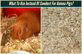 sawdust for guinea pigs