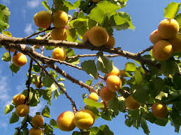 growing your own suitable apricot trees