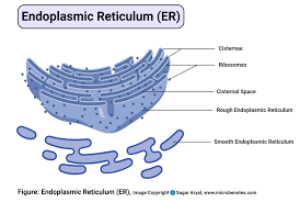 Endoplasmic reticulum (er) is a large organelle found in both eukaryotic animal and plant cells. Animal Cell Definition Structure Parts Functions And Diagram