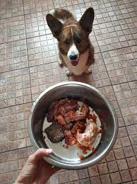 Как вельш корги кардиган стал сыроедом. Правда ли, что кормить собаку  мясом, это дорого? | Бок о бок с кардиганом | Дзен