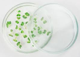 learn about germinating plants with agar
