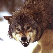 Search, discover and share your favorite wolf snarling gifs. Life Among Wolves