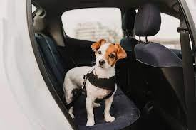 6 Best Dog Seat Belts 2023 Guide