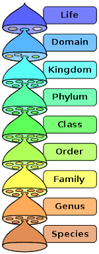 Mnemonic Taxonomy Biology Kingdom Phylum Class Order