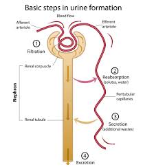 Urine Formation Flow Chart Renal Tubule Nephron The