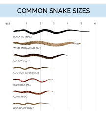 snake identification anatomy life