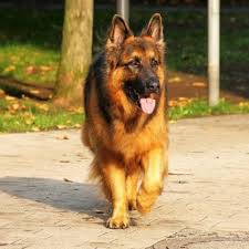 Learn About The German Shepherd Dog Breed From A Trusted