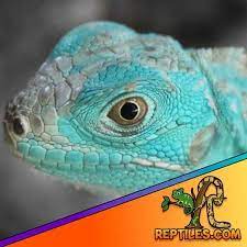 https://www.reptiles.com/product/green-iguana-for-sale/ gambar png