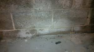 Mold On The Concrete Of My Basement