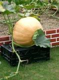 How heavy can a pumpkin get?