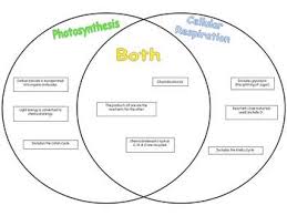 Image Result For Photosynthesis Vs Cellular Respiration