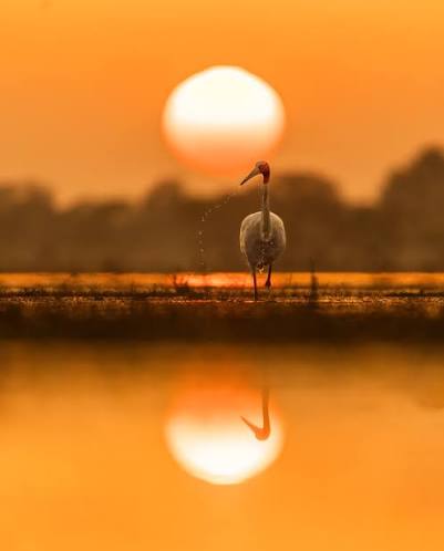 Sarus Sunset! As the day softened into dusk, a Sarus Crane stood in quiet contemplation, a moment that felt more like a pause in time than a photograph. Some encounters aren't about