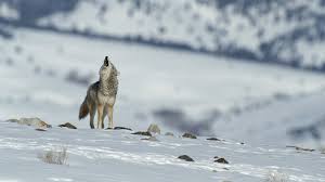 Image result for coyotes in snow