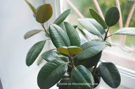 Rubber Plant Care Tips Pictures And