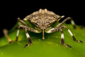 what do stink bugs eat ecoguard pest