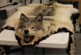 wolf rug alaska precision taxidermy