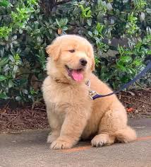 Registered, healthy, with excellent temperaments. Golden Retriever Puppy For Rehoming Boston Ma Patch