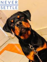 Puppy Growth Chart Max Rottweiler Male