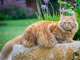 maine cat breed ukpets