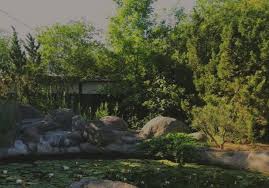 Japanese Gardens In Tucson Az