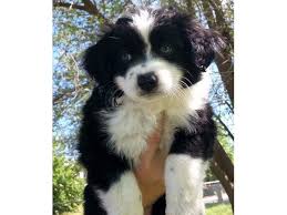 We raise aussies with exceptional temperaments, that excel in all. Mini And Toy Australian Shepherd Puppies Animals Kalispell Montana Announcement 62430