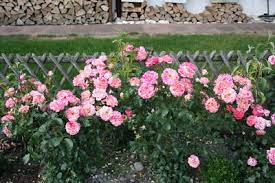 Rosen pflanzt man im herbst foto: Rosen Pflanzen Eine Anleitung Mit Allem Was Sie Wissen Mussen