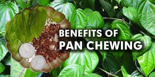 tambul or pan chewing is safe