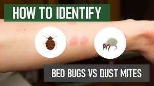 do i have bed bugs or dust mites diy