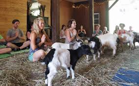 goat yoga asheville 2019 gift