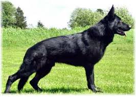 german shepherd dog training