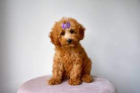 poodle cote canines australia