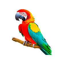 blue and yellow macaw parrot red and