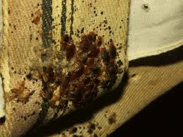 do bed bugs make nests in the home