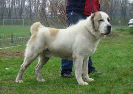 May 28, 2019 central asian shepherd dogs usa oregon, washington, idaho, california. Snow Leopard V Central Asian Shepherd Dog Alabai Carnivora