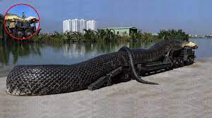 Самая огромная змея в мире