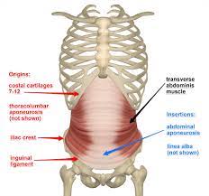 transverse abdominis muscle its
