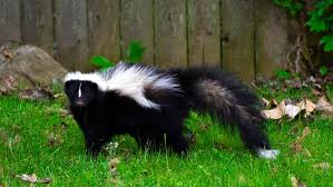 removing skunks from the garden