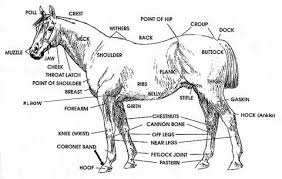 Great Site For 4 H Kids To Learn Anatomy Horse