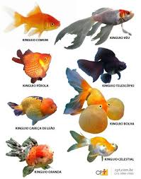 Peixes Pesquisa Pesquisa Google Fancy Goldfish