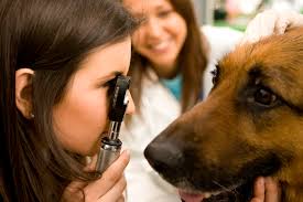 how to treat corneal ulcer in dogs