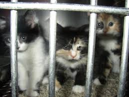 By proceeding, you consent to our legal notice and acknowledge how we process. Free Kittens In Jail 1 Stock Photo Freeimages Com