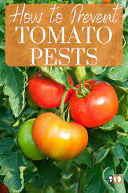 How To Prevent Tomato Pests Tips And