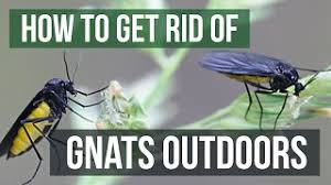 how to get rid of gnats outdoors 4