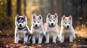 four husky puppies smiling in a forest