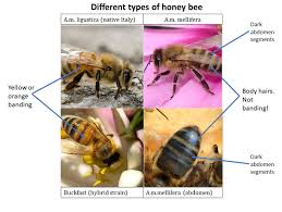 how to recognise a honey bee
