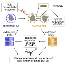 dividing cells regulate their lipid